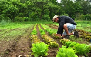 Organic Farming and the Environment